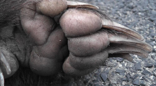 Underside of badger foot