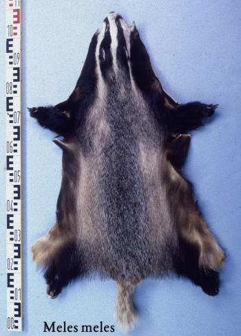 Photo of a badger skin