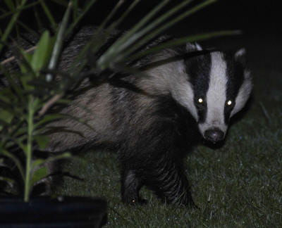 Badger with reflecting eyes