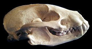 photo of badger skull