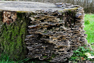 Photo of Bracket Fungus