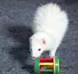 Photograph of a white Ferret