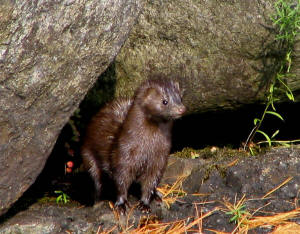 http://upload.wikimedia.org/wikipedia/commons/thumb/f/fd/Mink_-_Lower_Saranac_Lake.jpg/768px-Mink_-_Lower_Saranac_Lake.jpg