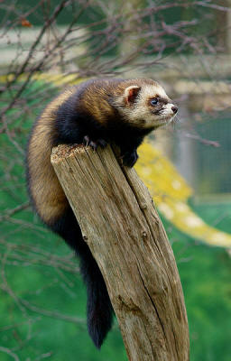 File:Storm the polecat.jpg