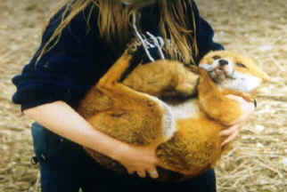 Hunt Sabs Rescuing a Fox from the Hunt